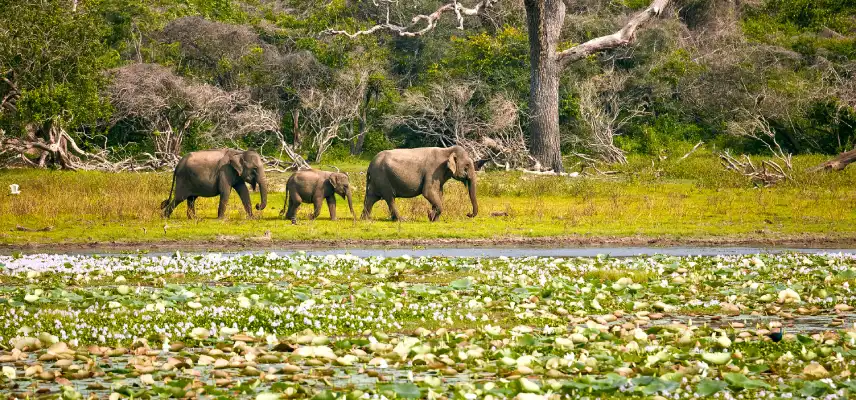 08 Nights 09 Days Sri Lanka Classic Tour - Cultural, Hills & Beach - Sri Lanka Travel Experience