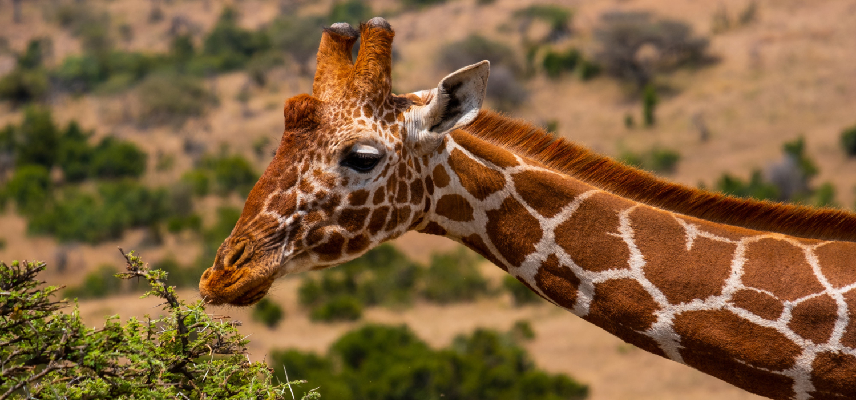 Kenya Wildlife Safari Experience - Travel Experience